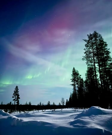 a bright green and pink aurora in a snowy forest