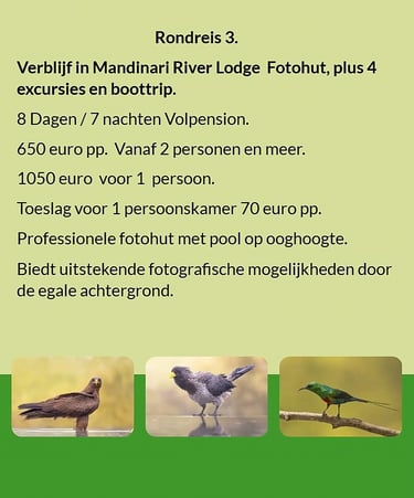 Flyer Tour 3 – 8-daagse vogelfotografie Gambia rondreis met verblijf in Mandinari River Lodge Photo 