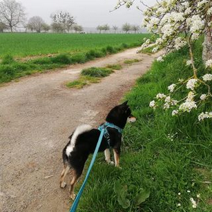 promenade chien shiba inu
