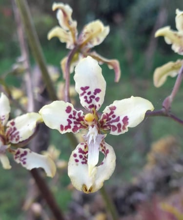 Caucaea phalaenopsis en Reserva Natural El Páramo, Guasca, Colombia