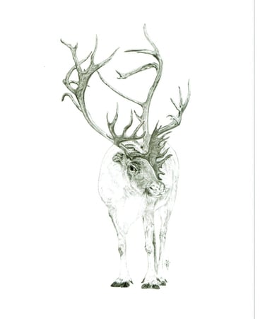 caribou 6''X9''