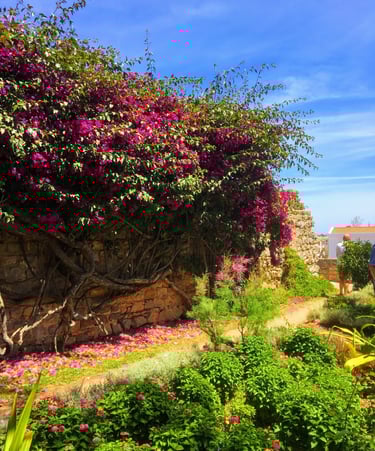 kloostertuin in Tavira met prachtige Bouganville