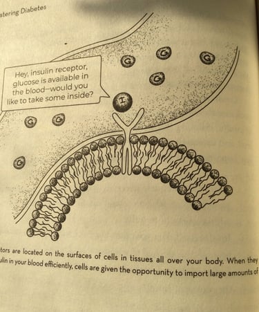 胰岛素受体在细胞的表面。