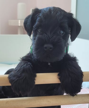 Chiot Schnauzer dans le nid