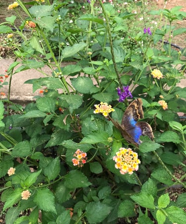 jardines para polinizadores