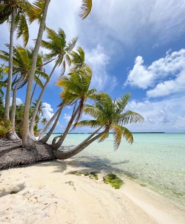 Palm tree shading a pristine sandy beach on Tetiaroa island, French Polynesia.