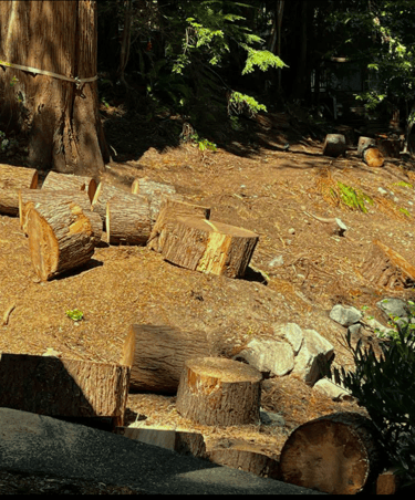Large tree stumps and trunk being removed in Woodinville, WA