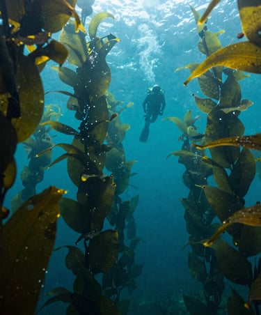 Ambient light filtering through a towering kelp forest underwater, small silhouetted diver at peace in the distance, natural green and blue tones.