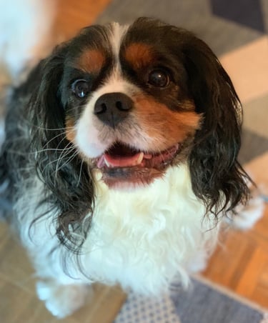 Oréo - Cavalier King Charles de 4 ans