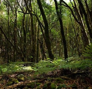 Bosque de El Cedro