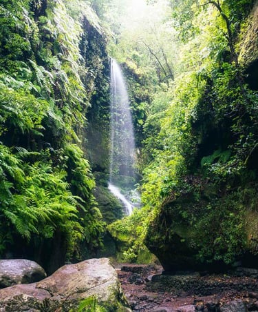 Bosque de los Tilos