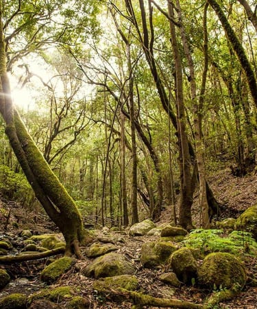 Parque Nacional de Garajonay