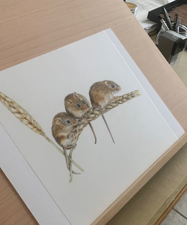 Harvest mice