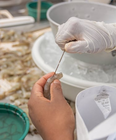 Retirada de vísceras – Camarão do Sol Ceará-Mirim RN