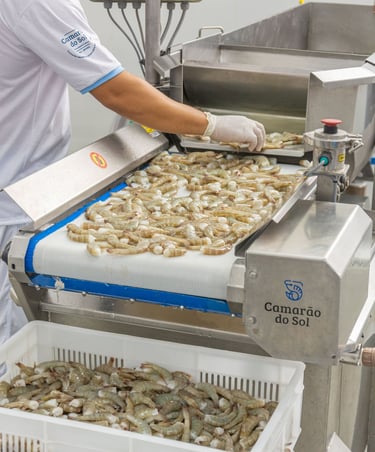 Processamento automatizado de camarão Camarão do Sol RN
