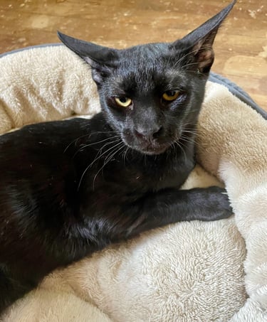 Cacao - Male Arabian Mau (born March 2025)