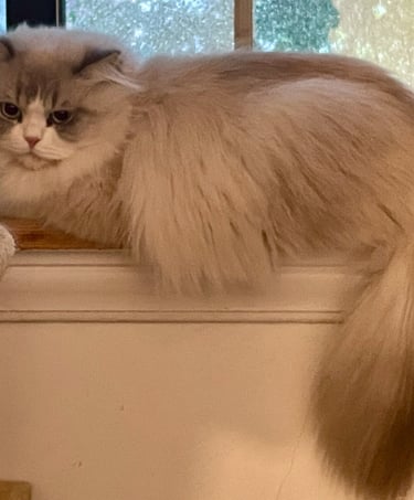 Lorenzo - Male Ragdoll Mix