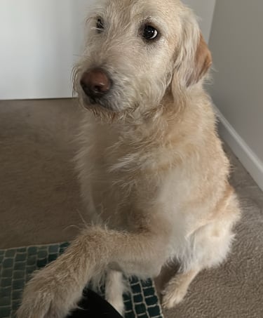 a white dog giving his paw