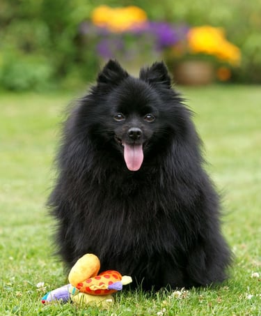 venta perro pomerania argentina