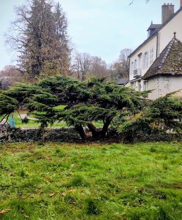 Taille japonisante sur Junipérus
