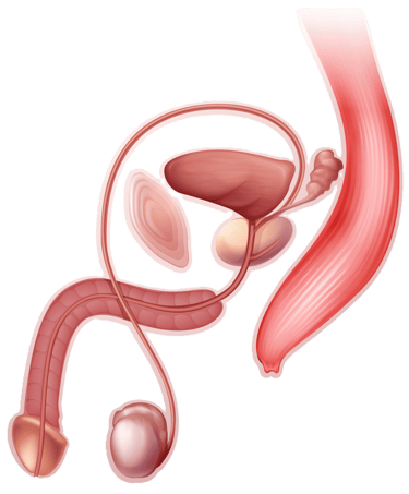 appareil reproducteur masculin