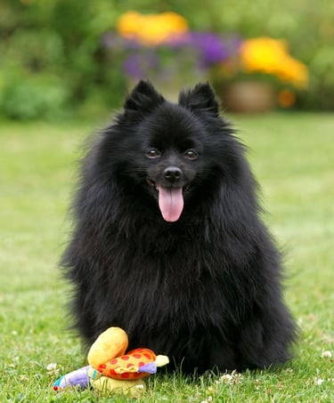 venta perro pomerania argentina