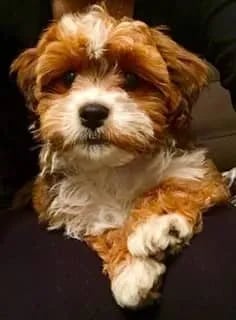 parti maltipoo puppy on a chair