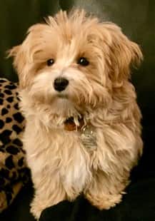 brown maltipoo standing on the couch