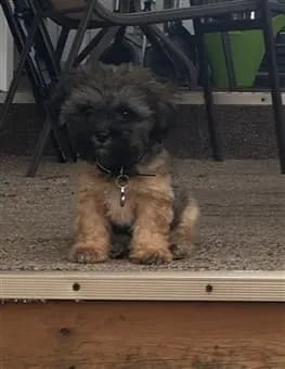 puppy sitting with a ribbon on his neck