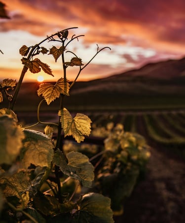 Close-up of green grapevine leaves in a vineyard during a golden sunset with rolling hills.