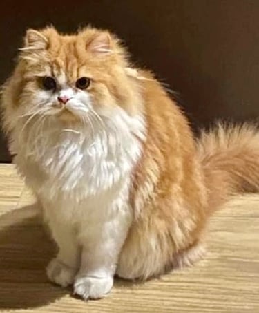 Tommy - Single Male Orange & White Domestic Long Hair