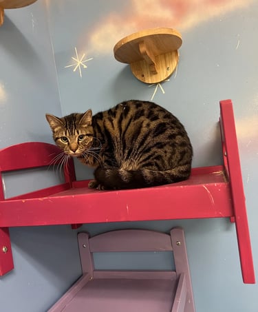 Monti - Male Brown Tabby