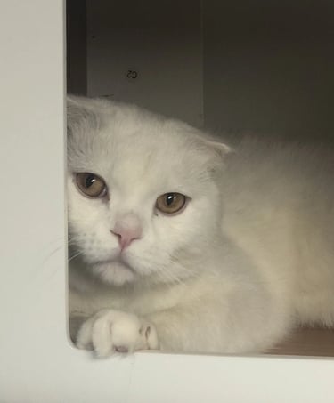 Rosha - White male Scottish Fold