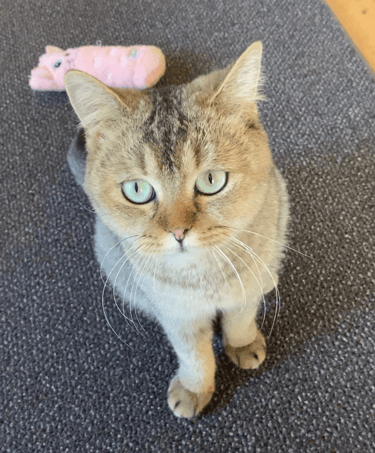 Roxie - Female, Abyssinnian Tabby British Shorthair (born Dec 2022)