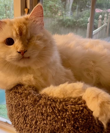 Sami - Male Domestic Medium Hair (born June 2020)