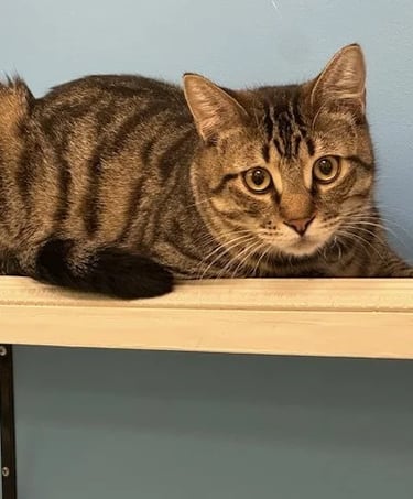 Tex - Male Brown Tabby