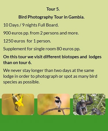 "Flyer Tour 5 – 10-day bird photography Gambia tour, full board, price from €900 per person. Include