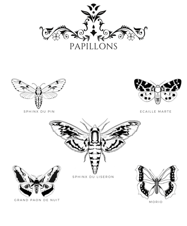 Dessin digital anatomie papillon