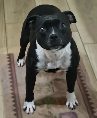 staffy femmina grecalestaffs