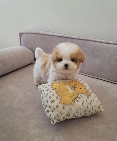 Maltipoo Puppies for Sale