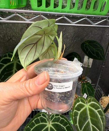 Silver Dragon alocasia in a self watering pot