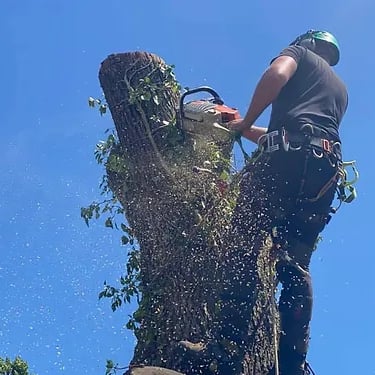 tree removal