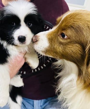 Black and White Stud Dog Border Collie puppy
