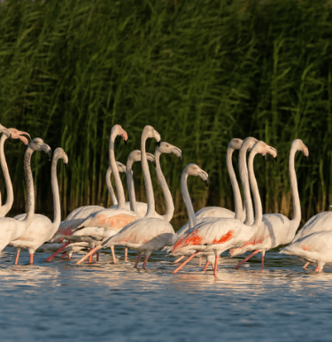 Al Marmoom and Al Qudra Lakes 