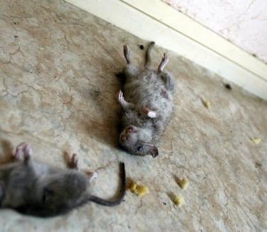 Résultat d’une intervention contre les rats dans un sous-sol à Giromagny ( Belfort) safezzy