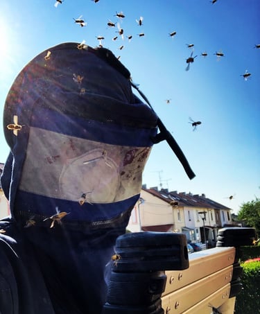 attaque et destruction de frelons asiatiques à Valdoie (Territoire d