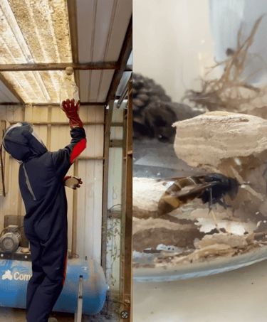 Pose d’un piège à frelons dans un local industriel à Delle (Territoire de Belfort) Safezzy