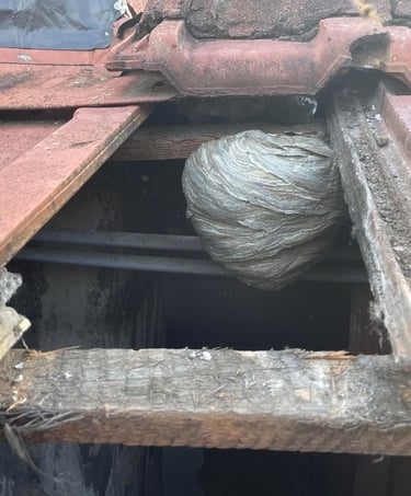 Nid de frelons découvert sous une toiture ancienne à Dannemarie (Haut-Rhin), traitement safezzy