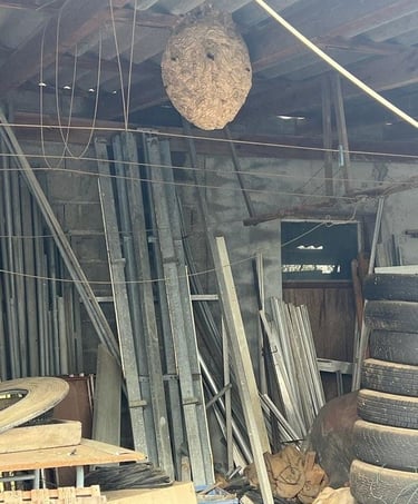Destruction d’un nid de frelons suspendu dans un hangar agricole à Beaucourt (Territoire de Belfort)
