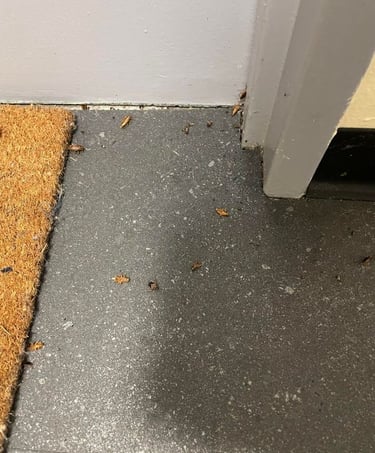 Résidus d'infestation de cafards éliminés à l'entrée d’un logement à kingersheim (Haut-Rhin)